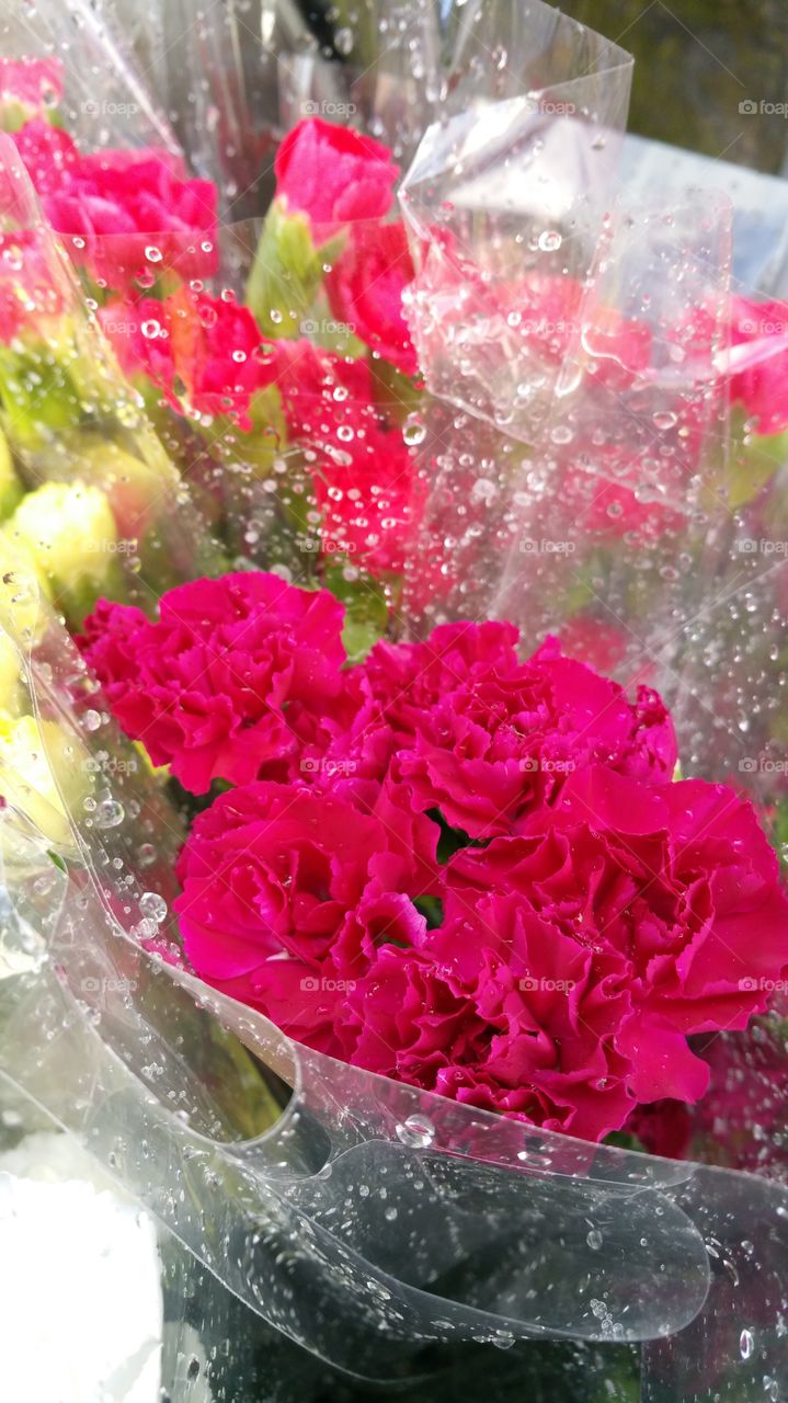 Hot Pink Carnation