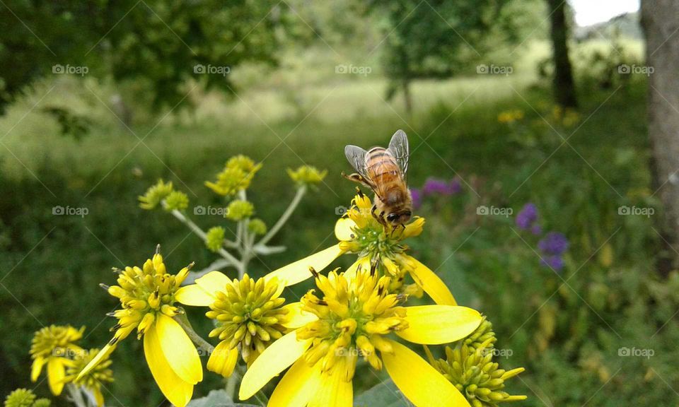 Wildflowers