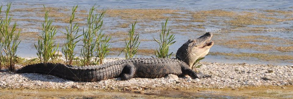 Alligator sunning