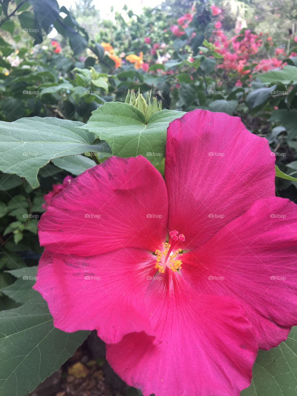 Beautiful flower at Krause Springs butterfly garden 