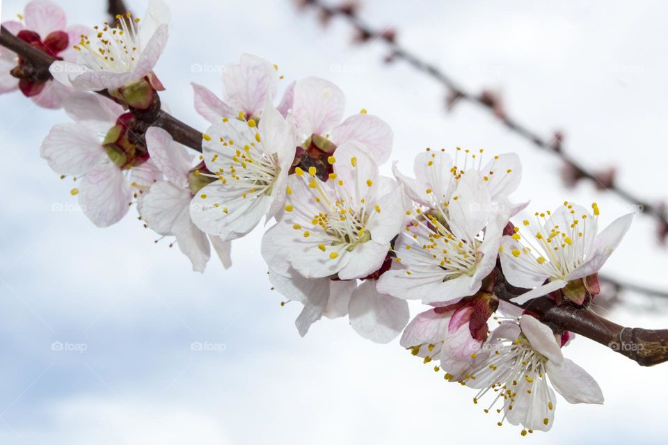 Branch of blossoming apricot.