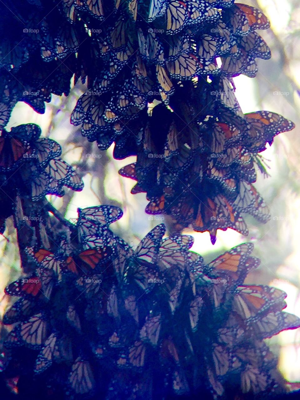 Monarch butterflies