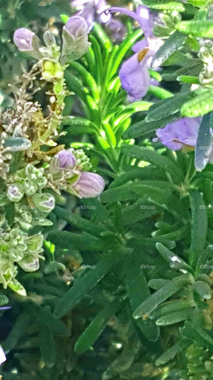 Rosemary Blooms