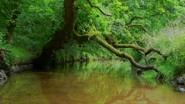 Bach , Baum