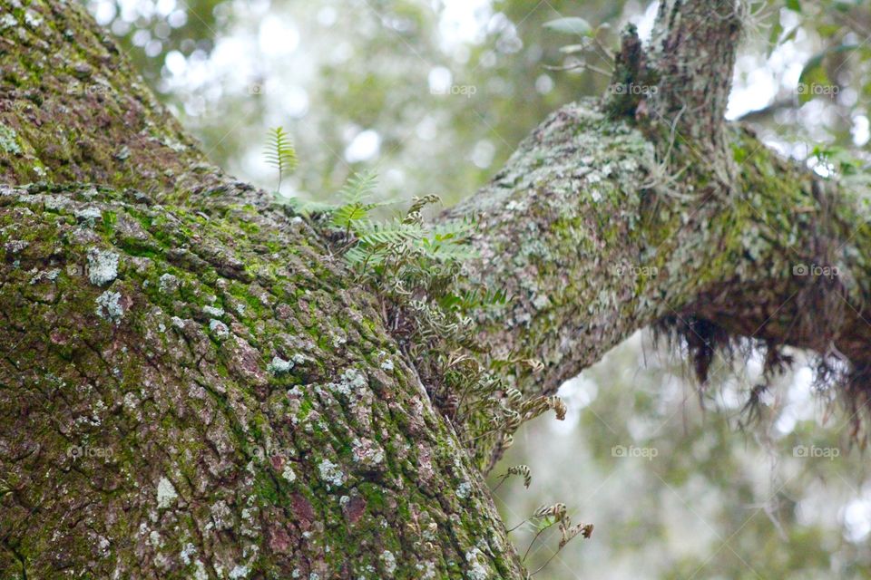 Tree and ferns