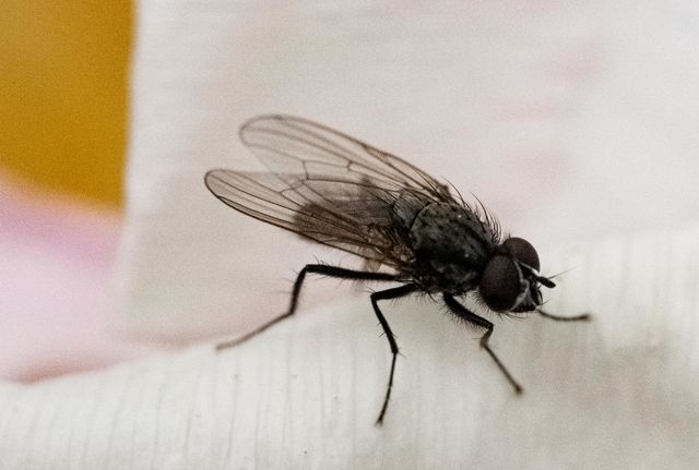 A fly on a petal close up 