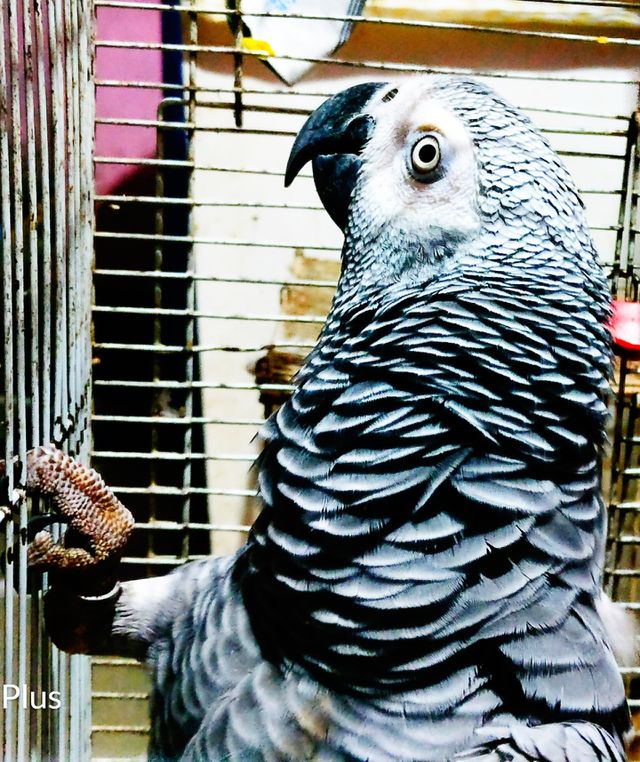 african parrot😍