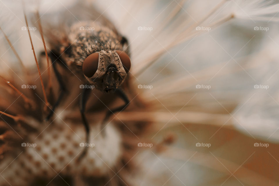 close up view of fly on dandelion.  beautiful eyes concept