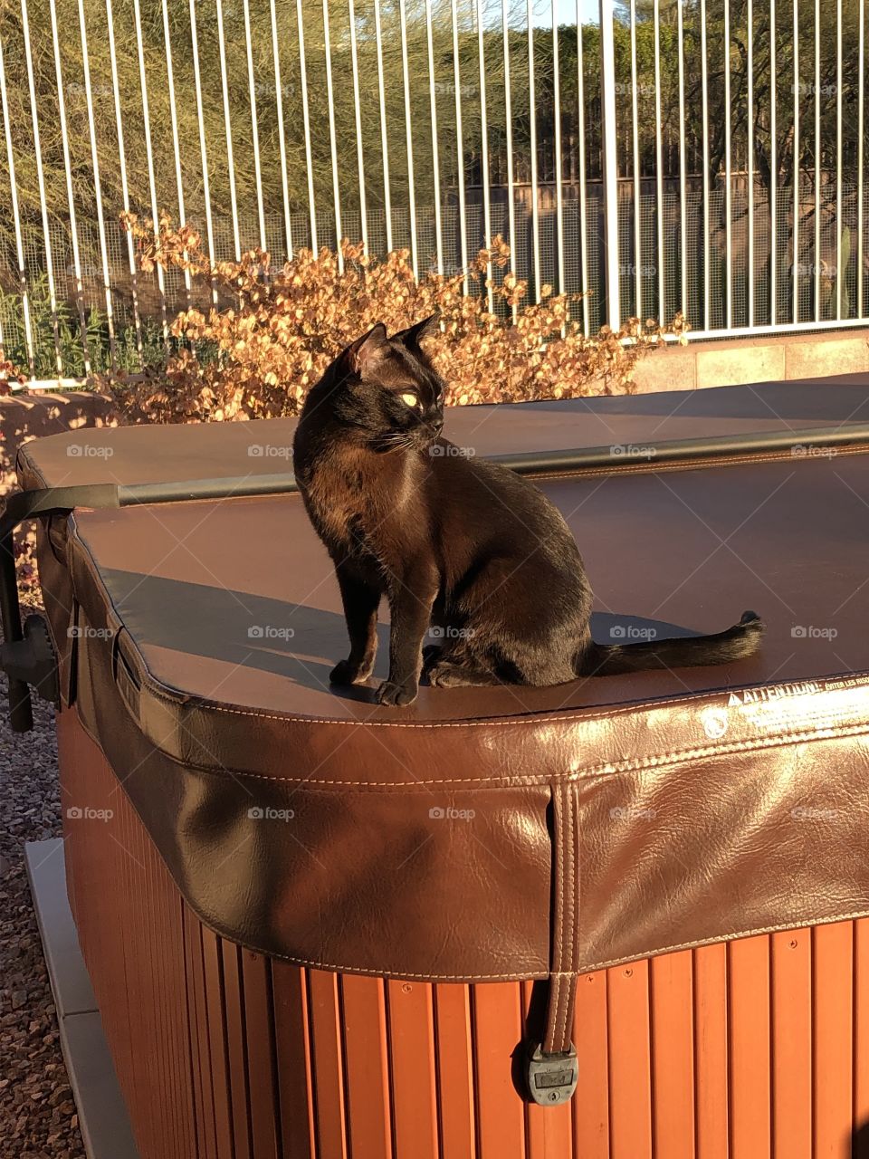 Hot tub cat
