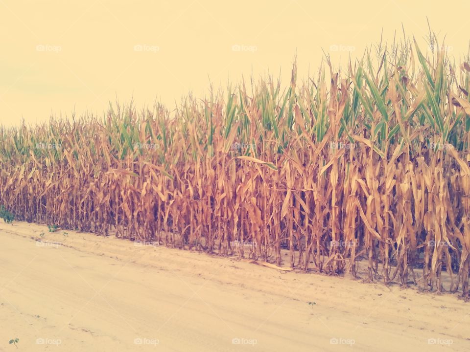 golden corn field. our dirt road