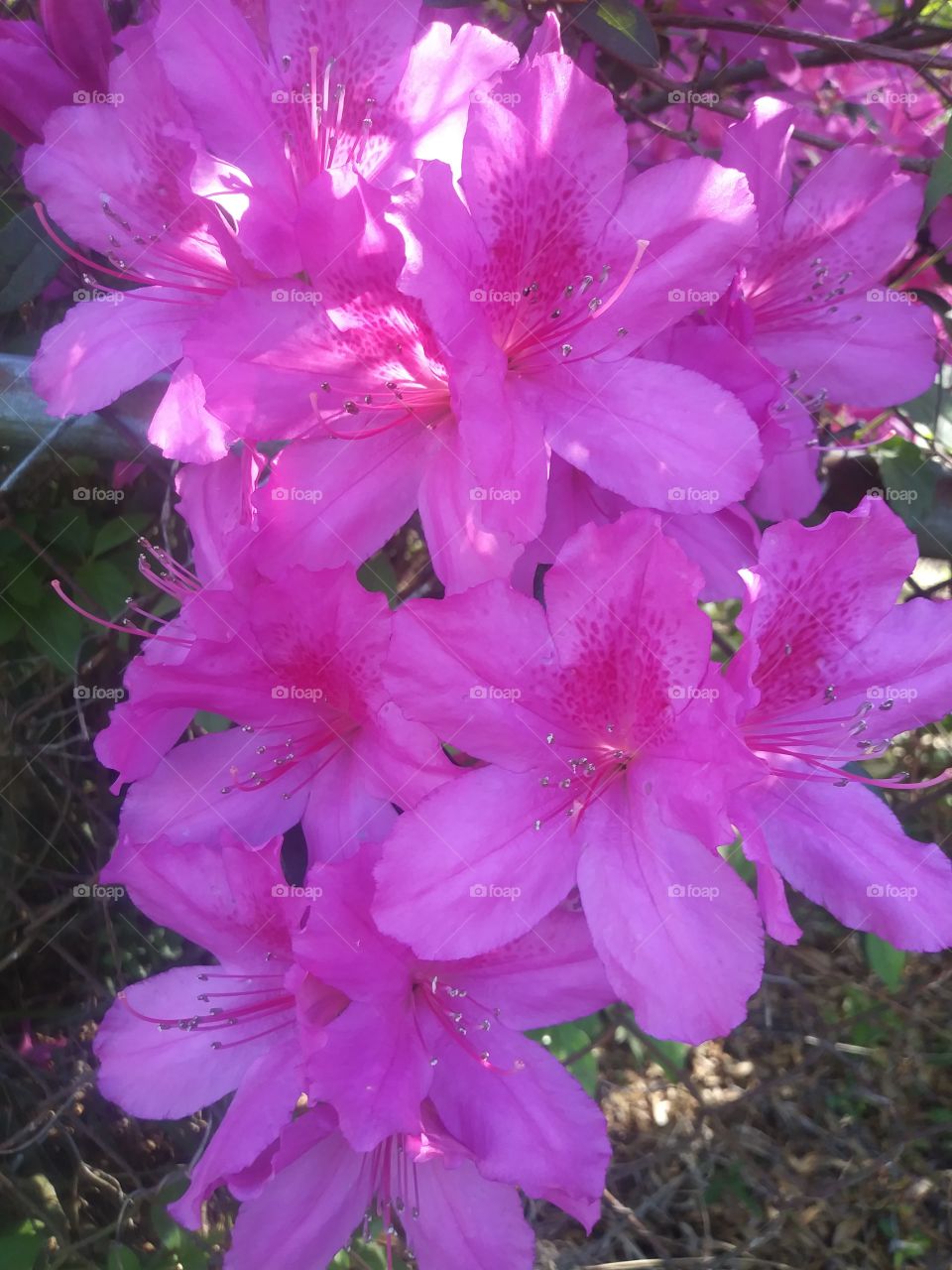 absolutely beautiful flowers blooming all over they are a perfect pink with no flawed flowers. AMAZING