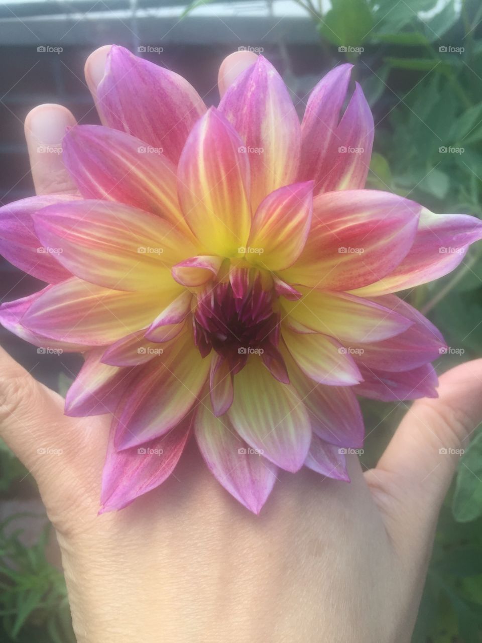 Lovely flower between my hand