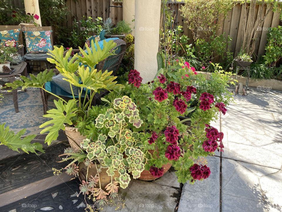 Geraniums and philodendrons 