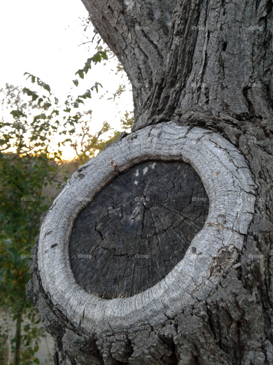 round shape tree knot