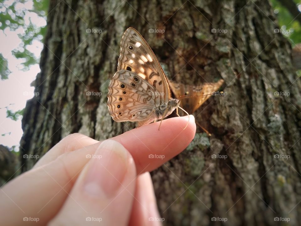 A beautiful butterfly sitting on a woman's finger