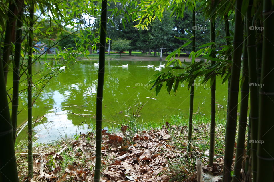 Natural life. Green lake. green trees