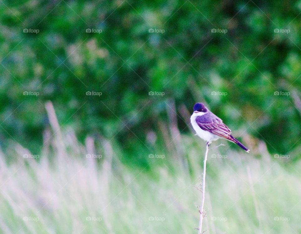 Eastern Kingbird on a thin dried stalk in a grassy field against blurred trees
