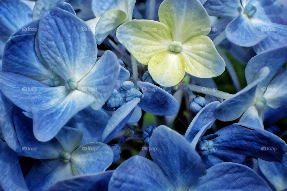 Blue hydrangea 