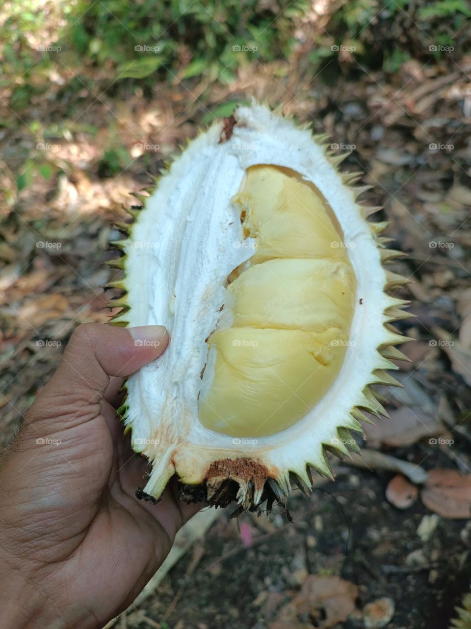 durian ready to eat
