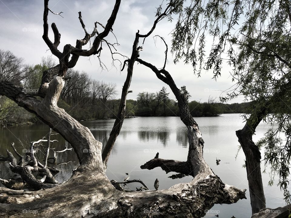 Dead tree near lake