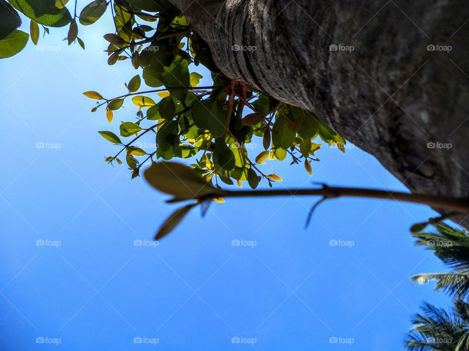 Tree, Nature, No Person, Leaf, Bird