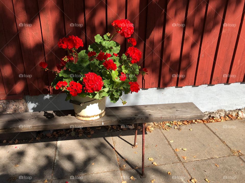 Red Pelargonium 