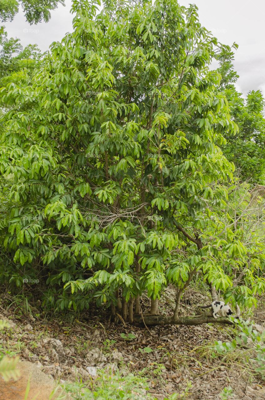 Soursop Tree