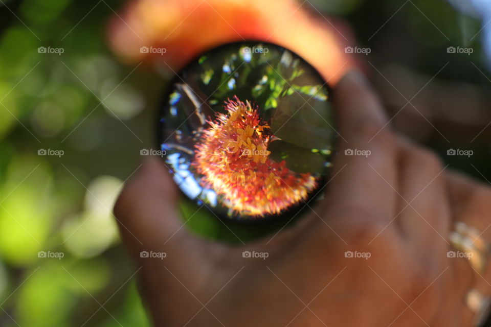 a different perspective to flower by inverting it through a lens