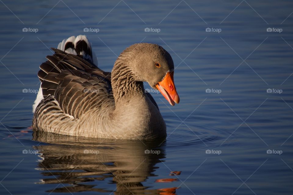 Goose swimming on lake