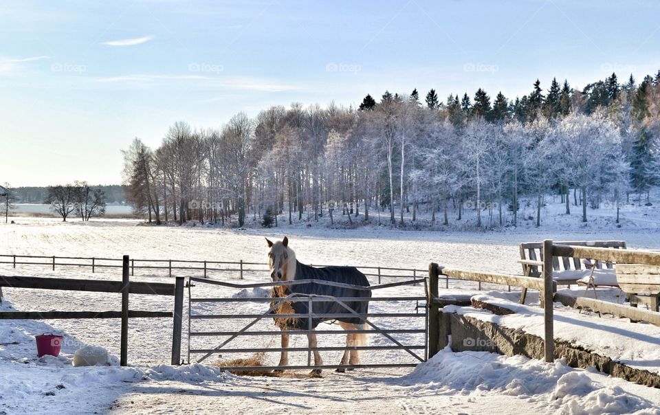 Horse in landscape 