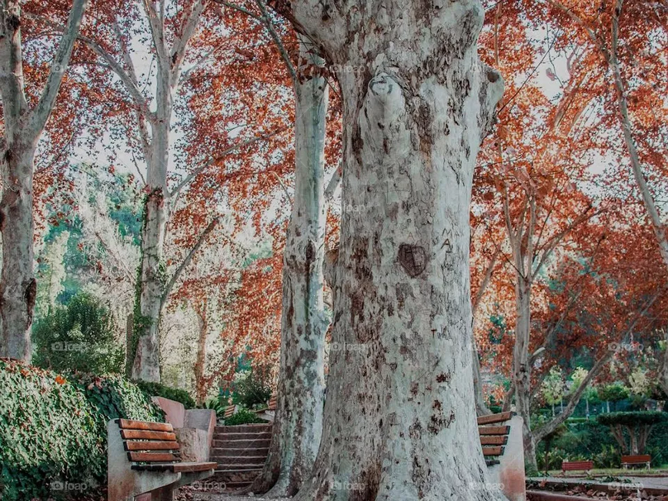 The autumn