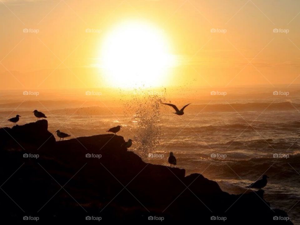 Oregon Coast - seagulls 