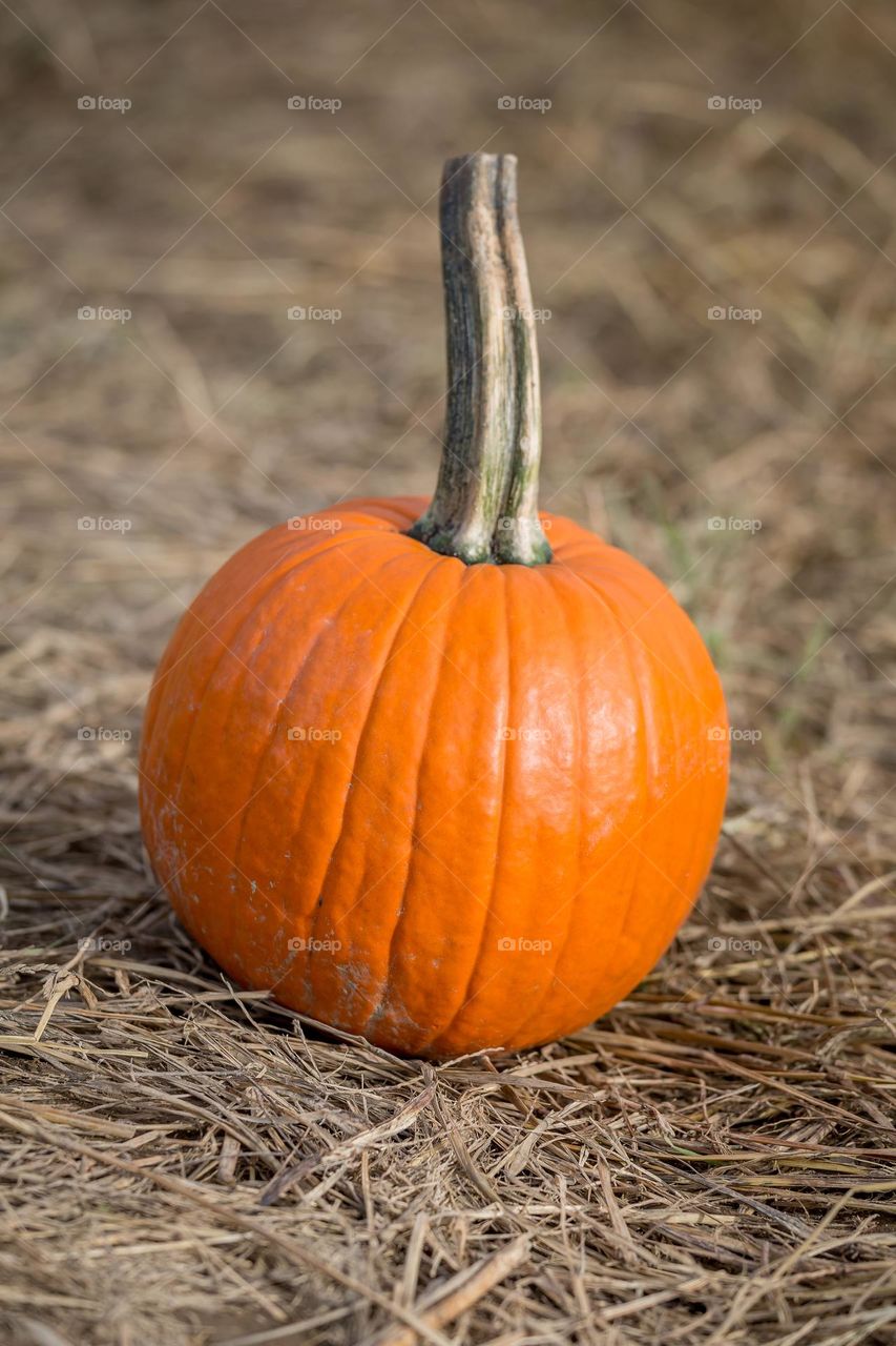 Organic pumpkin harvested from the farm, closeup