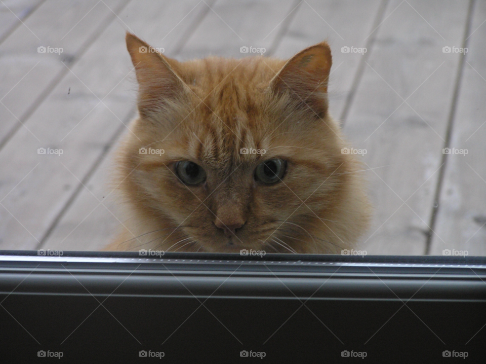 cat katt husdjur didde by MagnusPm