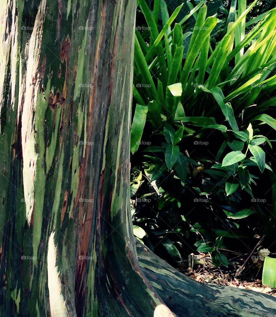 Rainbow Eucalyptus 