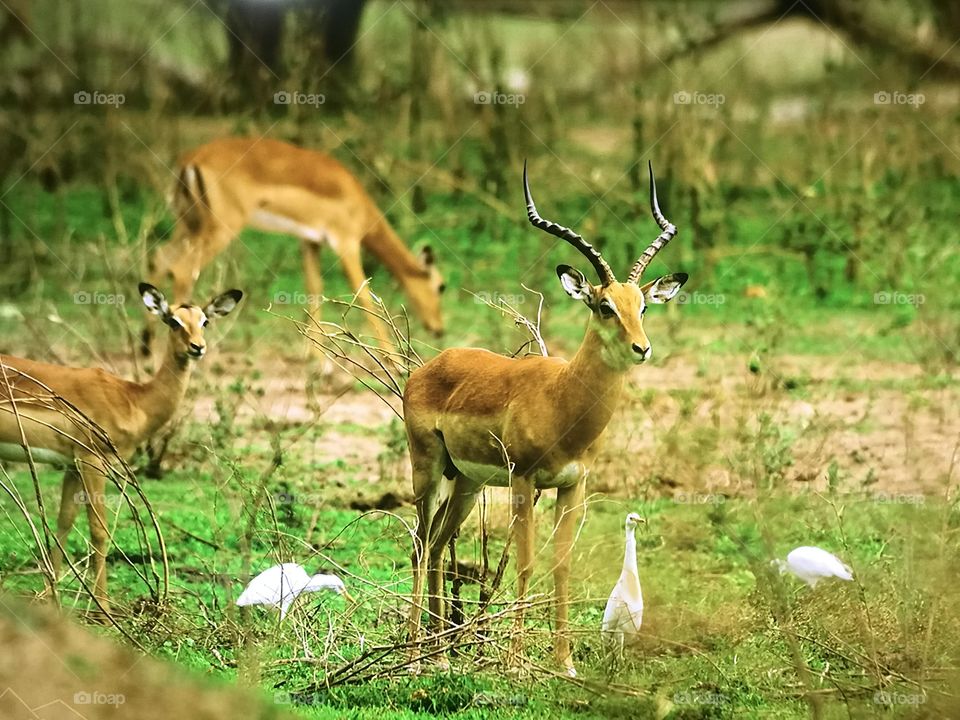 Deers enjoying under sun