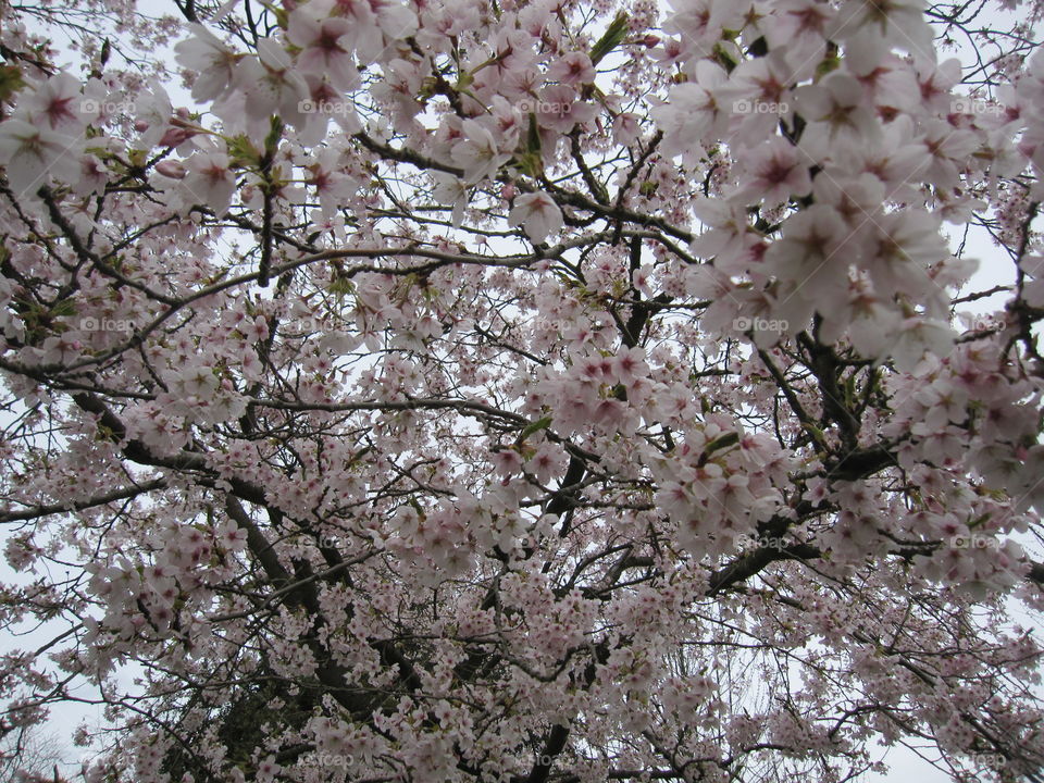 Cherry, Branch, Tree, Flower, Season