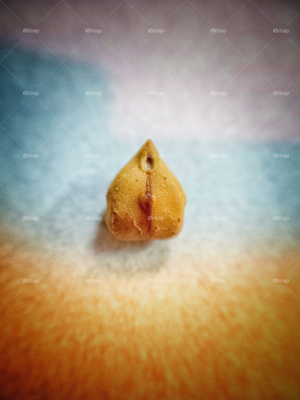 Cicer arietinum (Chickpea)