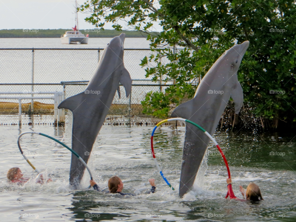 animals dolphin dolphins florida by wme