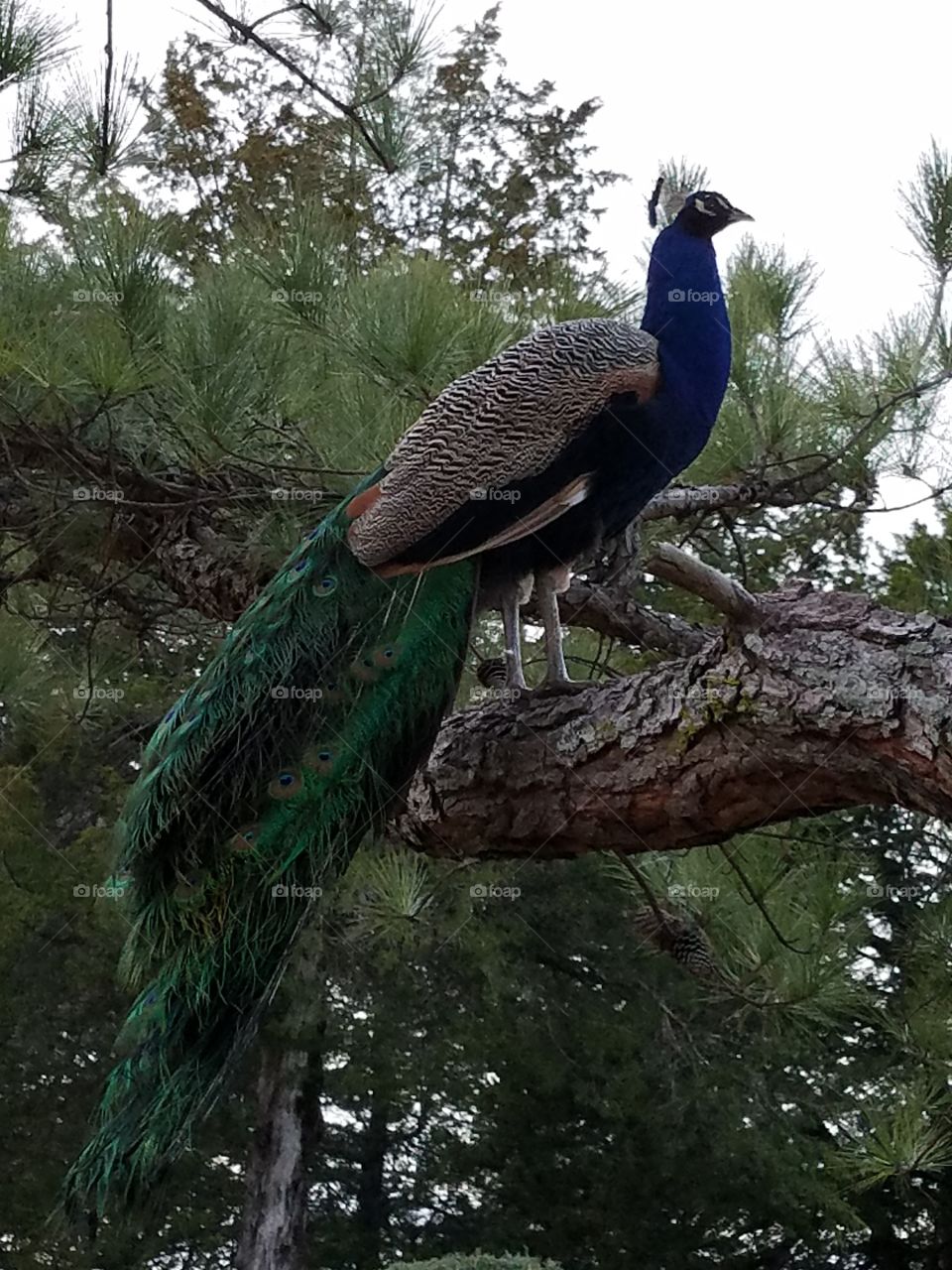 peacock in North Georgia