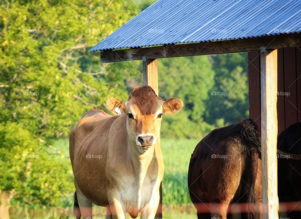 good mooooo-rning ; cow greeted me this morning.