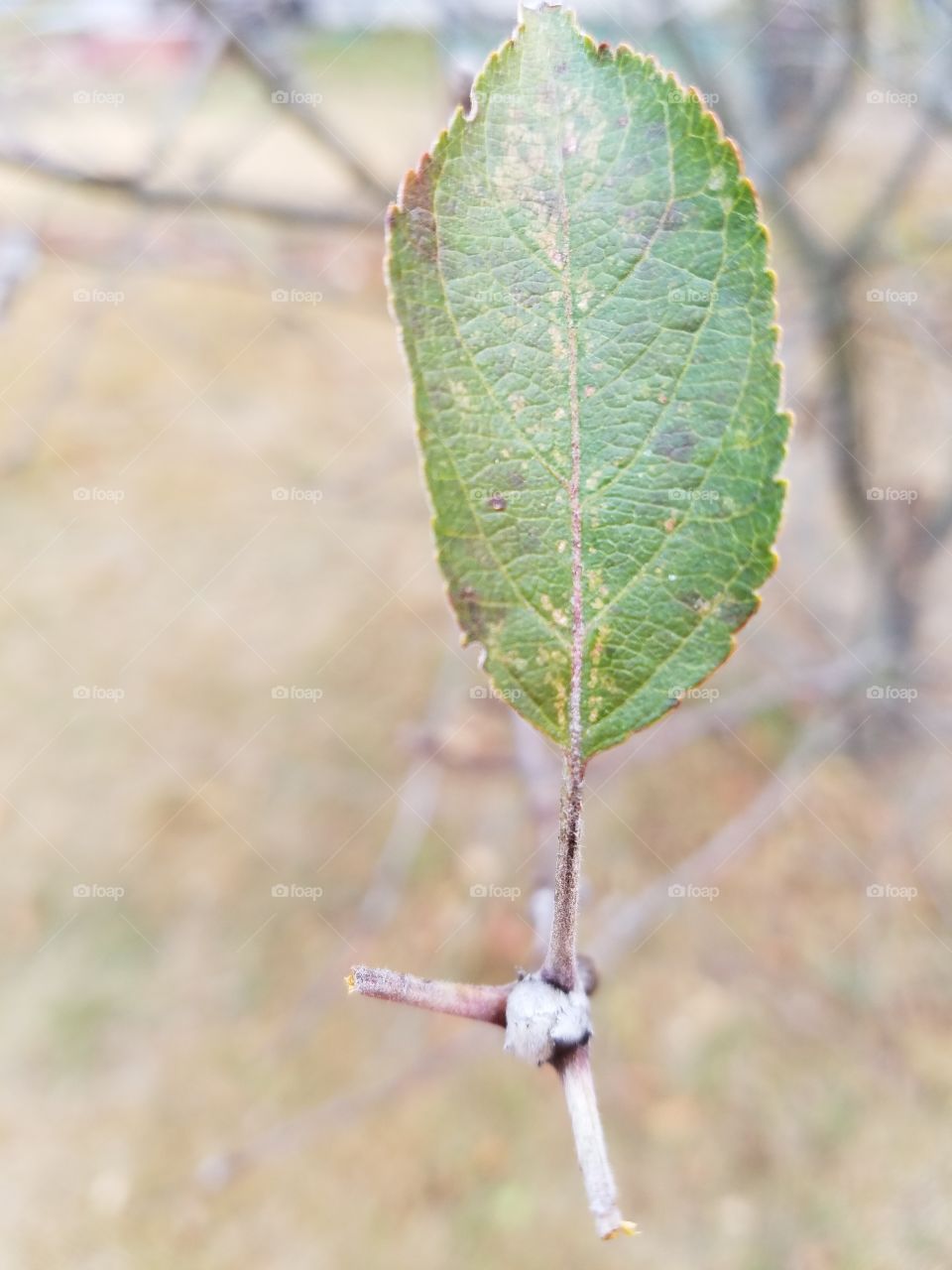 Leaf on a tree