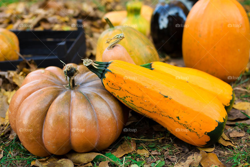 Pumpkin, Halloween, Fall, Thanksgiving, Pasture