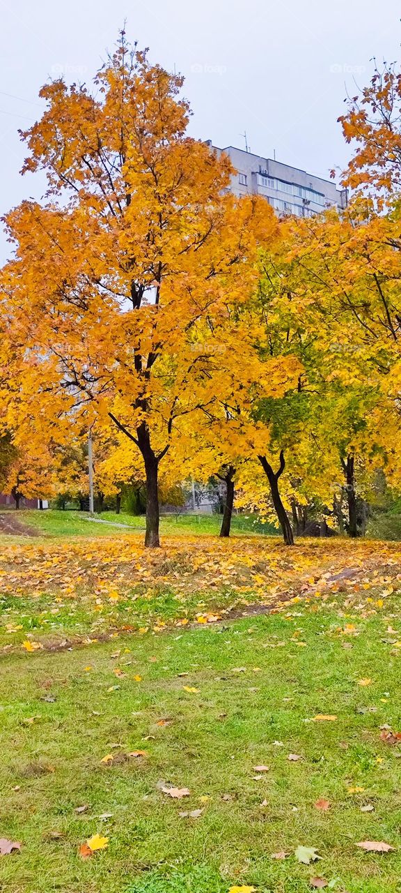 The colors of autumn