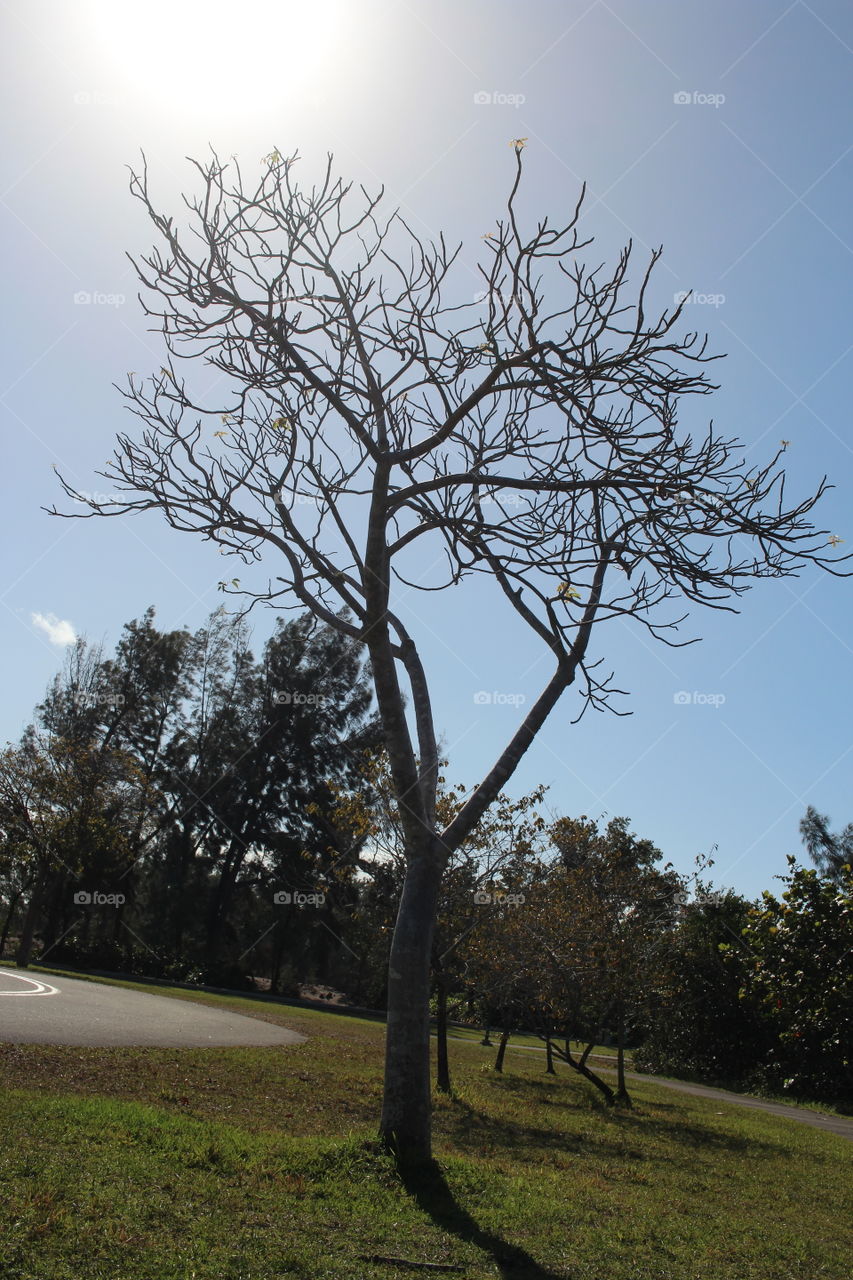 Trees in the sky