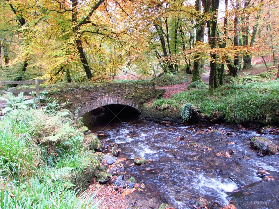 forest footbridge