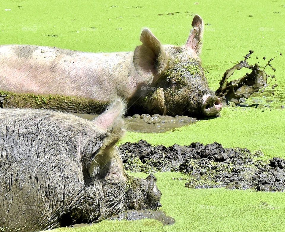 Two Pigs in a Pond