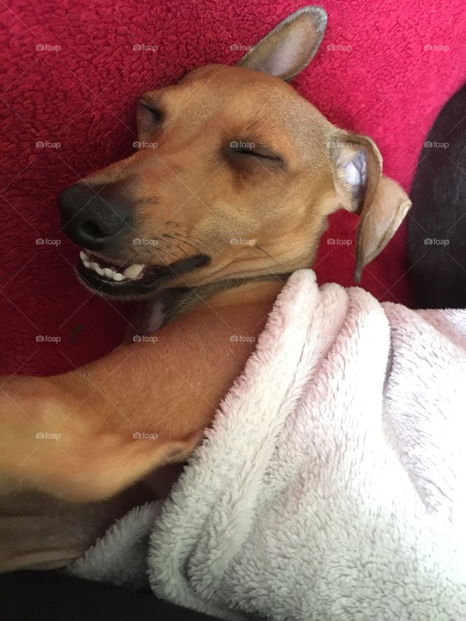Amber the Italian greyhound puppy asleep and smiling, showing her teeth while relaxing on the sofa