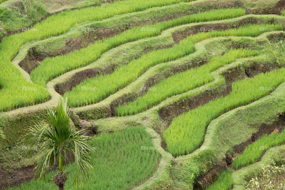 Rice Terrace. Bali, Indonesia