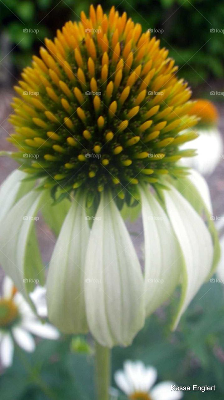 Coneflower in Macro